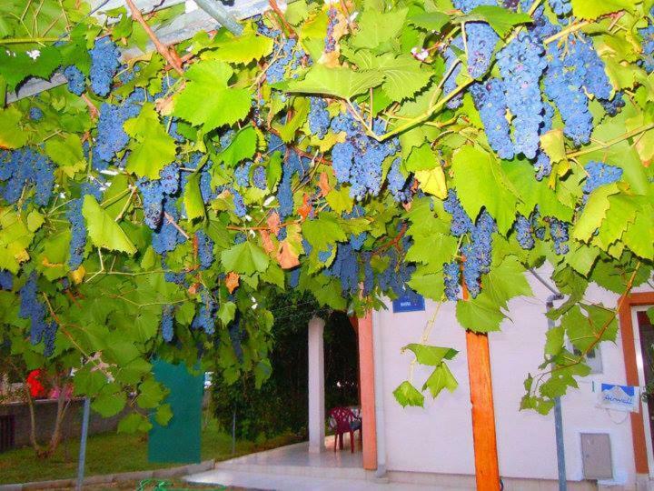 Apartment Marina Vir Exterior photo